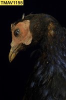 藍腹鷴藏品圖，第9張